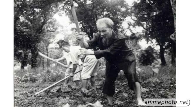 ảnh bác hồ