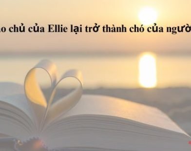 Làm sao chủ của Ellie lại trở thành chó của người khác?