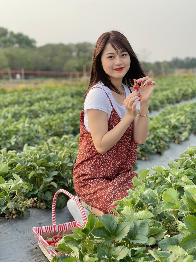 ảnh mai hương hái dâu