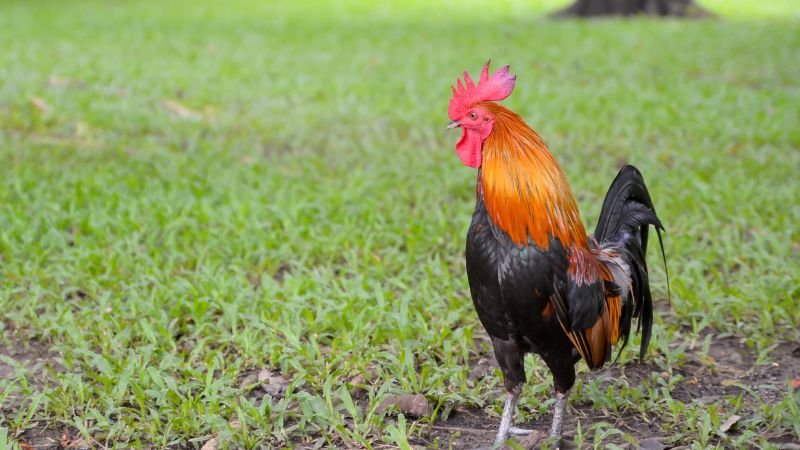 Huấn luyện – Rèn bản lĩnh chiến kê