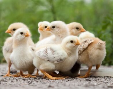 Kinh nghiệm chọn và chăm sóc gà chọi – Bí quyết để có chiến kê dũng mãnh