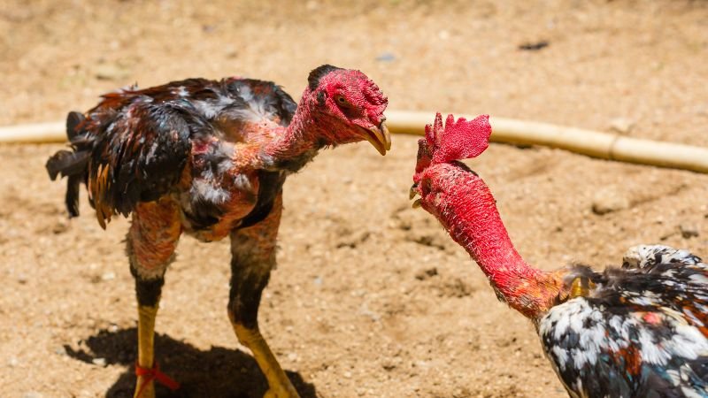 Sự an toàn trong trải nghiệm trực tuyến