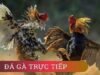 Đá Gà Luck8 – Trận Đấu Kịch Tính, Kèo Cược Chất Lượng