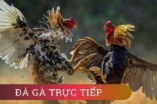Đá Gà Luck8 – Trận Đấu Kịch Tính, Kèo Cược Chất Lượng