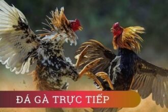 Đá Gà Luck8 – Trận Đấu Kịch Tính, Kèo Cược Chất Lượng