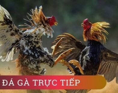 Đá Gà Luck8 – Trận Đấu Kịch Tính, Kèo Cược Chất Lượng