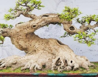 Ảnh Bonsai – Bộ Sưu Tập Hình Ảnh Nghệ Thuật Và Thiên Nhiên
