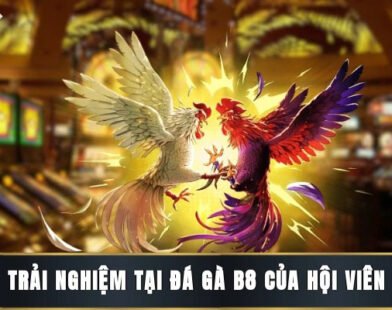 Đá gà B8 – Sự lựa chọn hàng đầu của người yêu cá cược