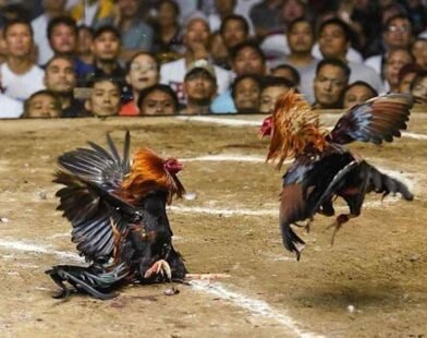 Đá Gà B8 – Sân Chơi Giải Trí Kịch Tính, Hấp Dẫn Từng Giây