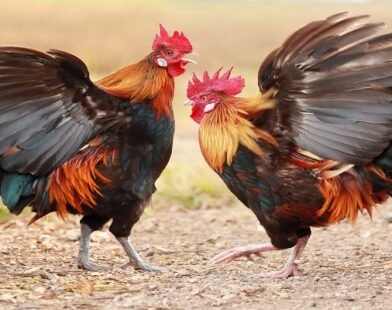 Kinh Nghiệm Đá Gà – Bí Quyết Thành Công Cho Người Chơi