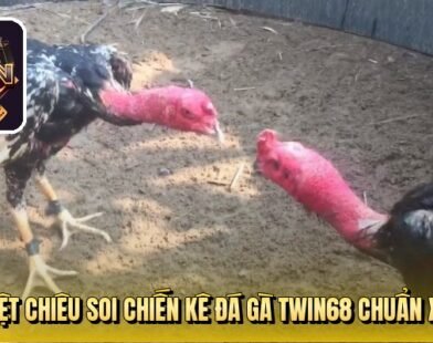 Đá Gà Twin68 Và Sức Hút Kịch Tính Từ Những Trận Chiến Đỉnh Cao