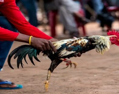 DAGA Trường Gà Trực Tuyến Minh Bạch Cho Người Biết Chọn Kèo