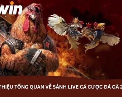 Đá gà 23Win – Mẹo tăng cơ hội thắng trong từng trận đấu