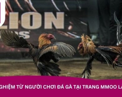 Chơi Đá Gà MMOO – Thách thức bạn bè và người chơi khác