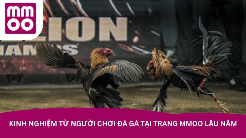 kinh-nghiem-tu-nguoi-choi-da-ga-tai-trang-mmoo-lau-nam