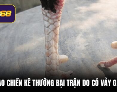 Vảy gà xấu – Cách loại bỏ chiến kê kém chất lượng SV368