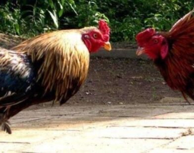 Đá Gà Cựa Sắt Nơi Những Trận Đá Hấp Dẫn Lôi Cuốn Trên Aw8