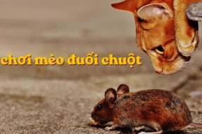 Luật chơi mèo đuổi chuột chi tiết và cách tổ chức vui nhộn